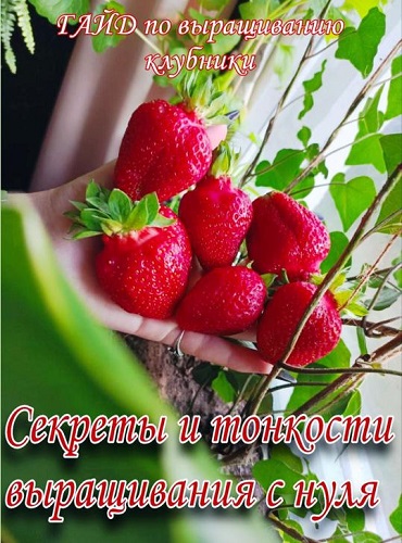 image.jpg